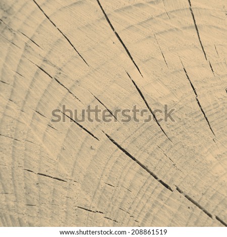 Beautiful wooden texture from the tree