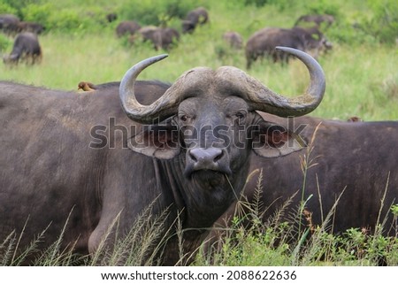 african buffalo side picture with face turned to the front