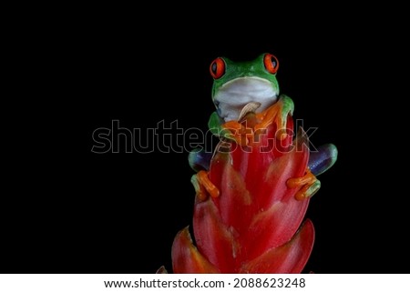 Red-eyed tree frog on red flower, red-eyed tree frog (Agalychnis callidryas) closeup on flower
