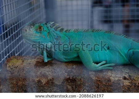Blue Iguana inside the cage