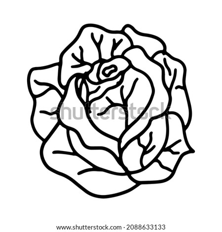 Cabbage in doodle style. Isolated vector.