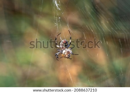The spider has caught the prey and wraps it in a web.  Royalty-Free Stock Photo #2088637210