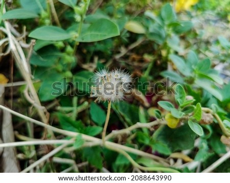 Stock photo of beautiful dandelion flower also known as Taraxacum scientific name, blurry green leaves on background. It is an asteraceae family flower plant.Pictured captured at garden area gulbarga.