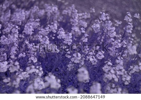 Blurred background with flowers. Color of the year 2022 very peri. Trendy colors concept, mockup with copy space.