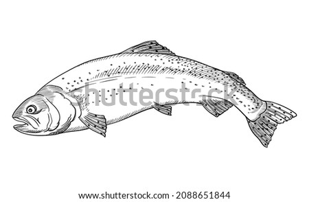 Rainbow trout. Vector graphics, drawings by hand. 