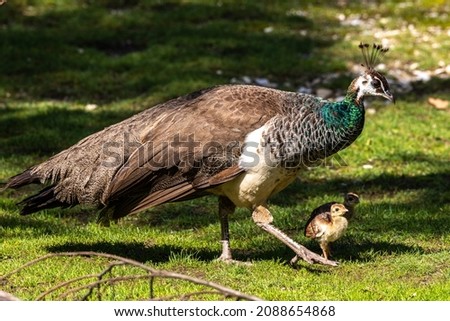 The Indian peafowl mom with little babies. Blue peafowl, Pavo cristatus is a large and brightly coloured bird, is a species of peafowl native to South Asia, but also in many other parts of the world. Royalty-Free Stock Photo #2088654868