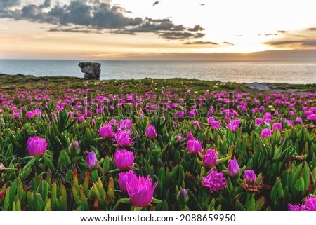 Beautiful landscape at sunset in Peniche on the shores of the Atlantic Ocean with a rock formation against the background of a blooming meadow with purple flowers, Portugal
