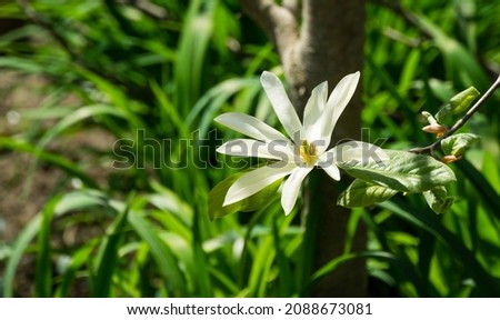 Beautiful blooming Magnolia stellata or star magnolia with large white flower in spring garden. Selective focus. Nature concept for design