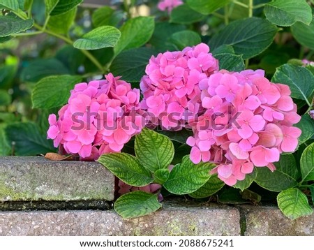 Pink hydrangea. Beautiful Pink Hydrangea flowers blooming in early summer. Photo using for presentation, powerpoint, web page, blog, content, or advertisement brochure.