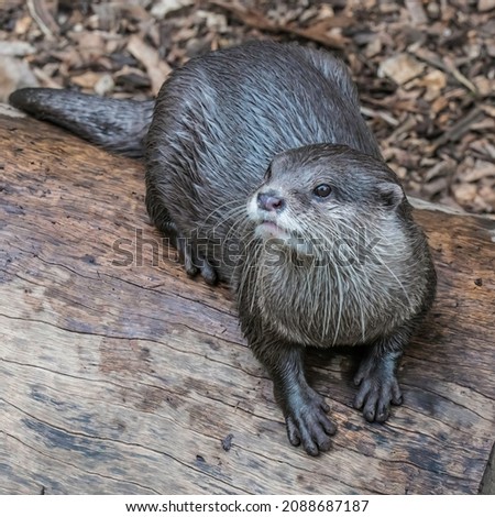 Asian small-clawed otter has short claws that do not extend beyond the pads of its webbed digits.  They are the smallest of all 13 otter species and are native to Asia. Royalty-Free Stock Photo #2088687187