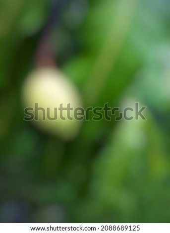 Defocused abstract background of mango