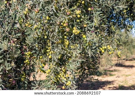 Olive branches full of olives in different stages of maturation from green to black