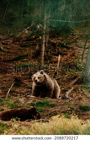 A brown bear in the mountains holds a stick in its paws, active recreation of animals in the forest, a large and formidable mammal, bears in the National Park of Ukraine.