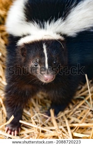 A skunk is a resident of a zoo, an animal that emits an unpleasant odor when it senses danger, a black and white animal.