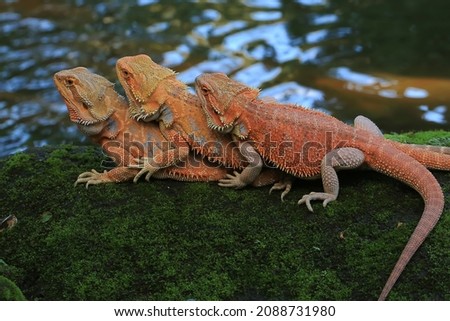 Three bearded dragons (Pogona sp) are sunbathing before starting their daily activities.