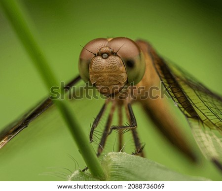Neurothemis tullia, the pied paddy skimmer, is a species of dragonfly found in south and south-east Asia. Female is shown in the picture.