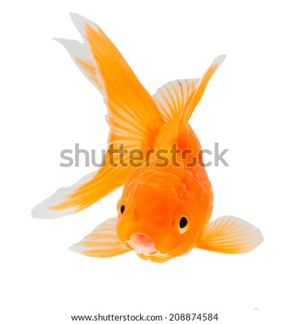 Gold fish. Isolation  on the white.