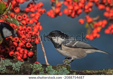 The cute, little tit, coal tit, standing on a scarlet firethorn branch. Winter festive holiday concept, beautiful background. Sunny and cold weather.