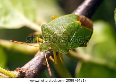 True bugs Pentatomidae family of bugs. Green bug sits on a branch in the garden.