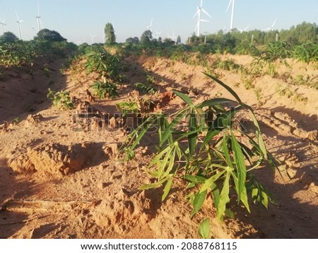 Agriculture pictures of beautiful cassava cultivation