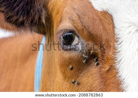 One eye cow and flies, close up of a dairy red and white, looking calm and tranquil