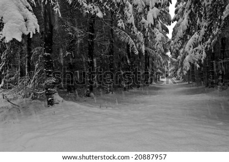 Snow falling in the forest, black white