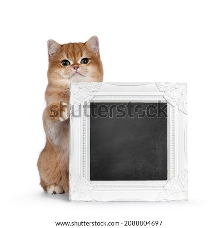 Cute golden shaded British Shorthair cat kitten, standing behind white picture frame filled with blackboard. Looking towards camera with big round eyes. Isolated on a white background.