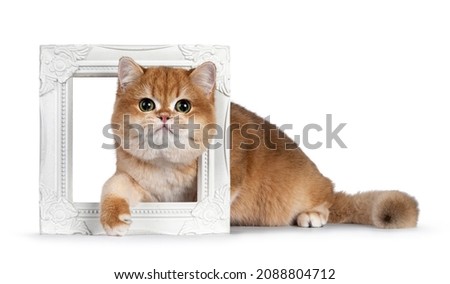 Cute golden shaded British Shorthair cat kitten, sitting through white picture frame. Looking towards camera with big round eyes. Isolated on a white background.