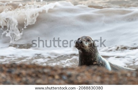 Grey seal (Halichoerus grypus) on the shoreline with waves breaking in the background Royalty-Free Stock Photo #2088830380
