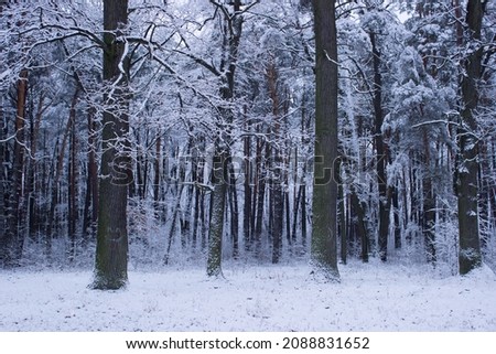 winter forest in the winter, trees in winter,snow covered trees, snow on the branches of a tree, snow covered branches, snow on the branches	