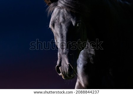 Portrait of Arabian horse looking forward on storm dark background. Head of horse closeup gallops on stormy sky.