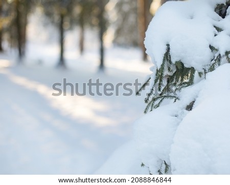 Winter landscape - frosty trees in snowy forest in the sunny morning. Tranquil winter nature in sunligh?. Soft focus