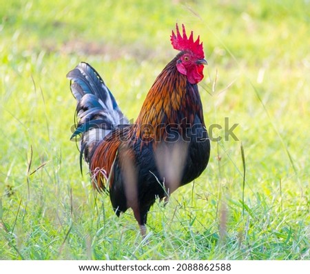 ๋Jungle fowl. Chickens. Flocks of chickens roam freely at sunset. Royalty-Free Stock Photo #2088862588