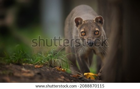 Rare fosa Cryptoprocta ferox running and looking around for food, the best photo. Royalty-Free Stock Photo #2088870115