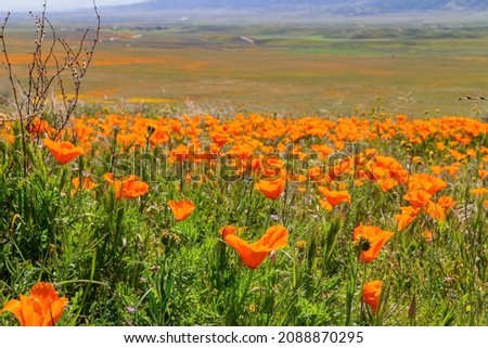 Wild flowers - Poppy blossom at Antelope Valley, California