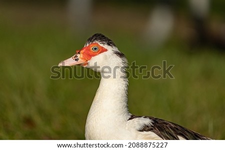 Headshots of Muscovy ducks. A picture of a pair of them. The Muscovy duck is a large duck native to the Americas. Small wild and feral breeding populations have established themselves in the U.S.