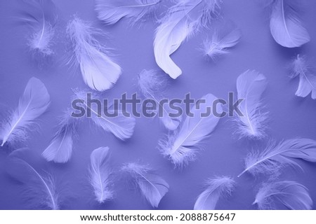 The trending color of the new year is very peri. Light feathers on a purple background. The color template is veri peri. Fashion color 2022. Weightlessness. Monochrome Royalty-Free Stock Photo #2088875647