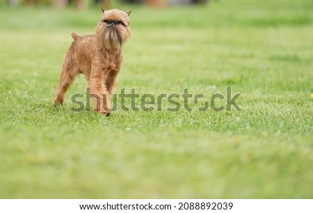 Brussels griffon dog walking on the grass on a sunny summer day Royalty-Free Stock Photo #2088892039