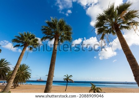palm trees on the beach tenerife