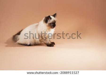 A small beige colored ragdoll baby kitten cat playing with toy and food on a peach colored seamless background