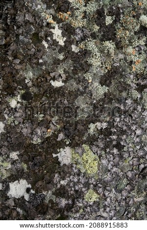 the texture of a mountain rock on which moss and lichen of different colors grow.  close-up photo.  natural concept.  there is room for text.  suitable as a background, texture and for a photophone