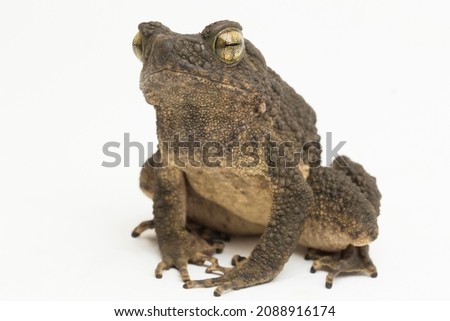 Asian giant toad phrynoidis asper isolated on white background
