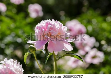 Beautiful pink flowers of peony in spring garden
