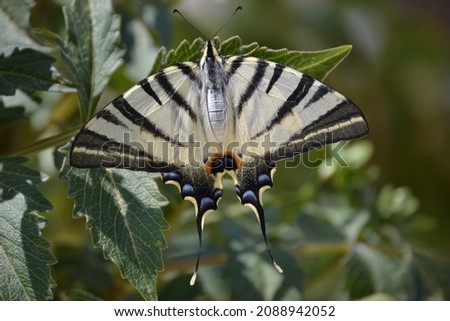 swallowtail butterfly, a swallowtail butterfly extending its wing on the leaf