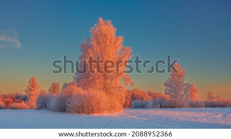 Cold winter morning with red sunlight and frost cover on the trees, extremely cold winter conditions