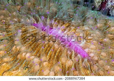 Picture shows a Coral Fungia in Indonsia