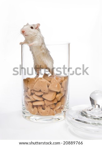 Little white gerbil rat in a cookie jar