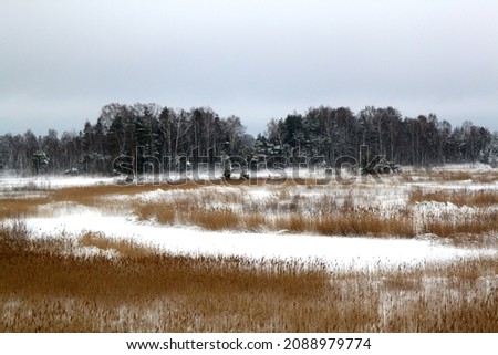 View on the lake with spices of reed covered with snow. Selective focus. High quality photo
