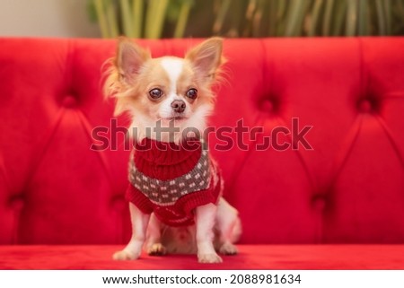Small dog on couch. Little chihuahua sitting in a house on the couch. Little chihuahua portrait.