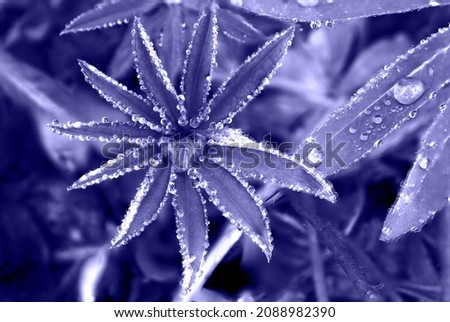 Lupine flower leaf with drops after rain close-up. The picture is painted in a bright color, veri peri, as the trend color of 2022. Inspired by the shade 17-3938. Concept: fashion trends of the year.